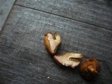 Chalciporus pseudorubinus image