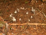 Ramaria botrytis image