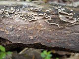 Peniophora albobadia image