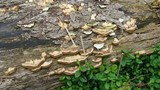 Abortiporus biennis image