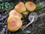 Hypholoma capnoides image