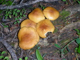 Hypholoma capnoides image