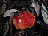 Hygrocybe punicea image