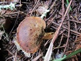 Phylloporus rhodoxanthus image