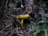 Phylloporus rhodoxanthus image