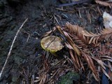 Phylloporus rhodoxanthus image