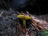 Phylloporus rhodoxanthus image