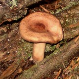 Lactarius vinaceorufescens image