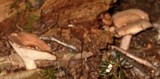 Lactarius vinaceorufescens image