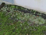 Cladonia carneola image