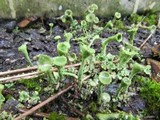 Cladonia carneola image