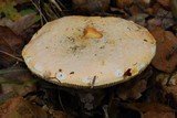 Amanita aprica image