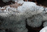 Ceratiomyxa fruticulosa var. fruticulosa image