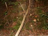 Lactarius vinaceorufescens image