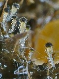 Pilobolus crystallinus image