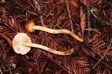 Tricholoma aurantio-olivaceum image
