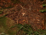 Lactarius lignyotus image