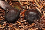 Plectania milleri image
