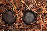 Plectania milleri image
