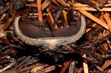 Plectania milleri image