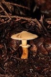 Cystoderma fallax image