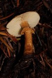 Cystoderma fallax image