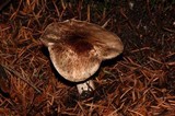 Agaricus hondensis image