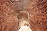 Agaricus hondensis image