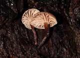 Micromphale arbuticola image