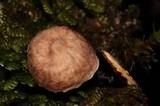 Micromphale arbuticola image