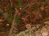 Lactarius lignyotus image