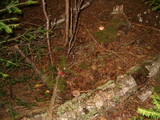 Lactarius vinaceorufescens image