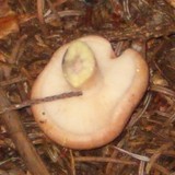 Lactarius vinaceorufescens image