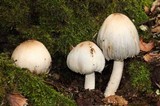 Coprinopsis insignis image