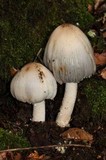 Coprinopsis insignis image