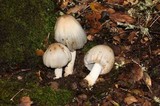 Coprinopsis insignis image