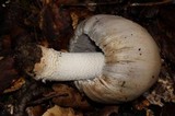 Coprinopsis insignis image