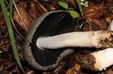 Coprinopsis insignis image