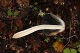 Coprinopsis insignis image