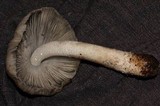 Coprinopsis insignis image