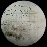 Plectania milleri image