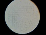 Plectania milleri image