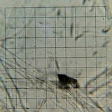 Plectania milleri image