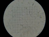 Micromphale arbuticola image
