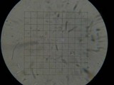 Micromphale arbuticola image