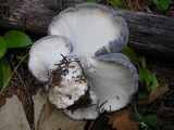Albatrellus flettii image