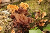 Phaeotremella frondosa image