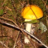 Amanita elongata image