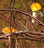 Amanita elongata image