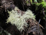 Usnea cornuta image